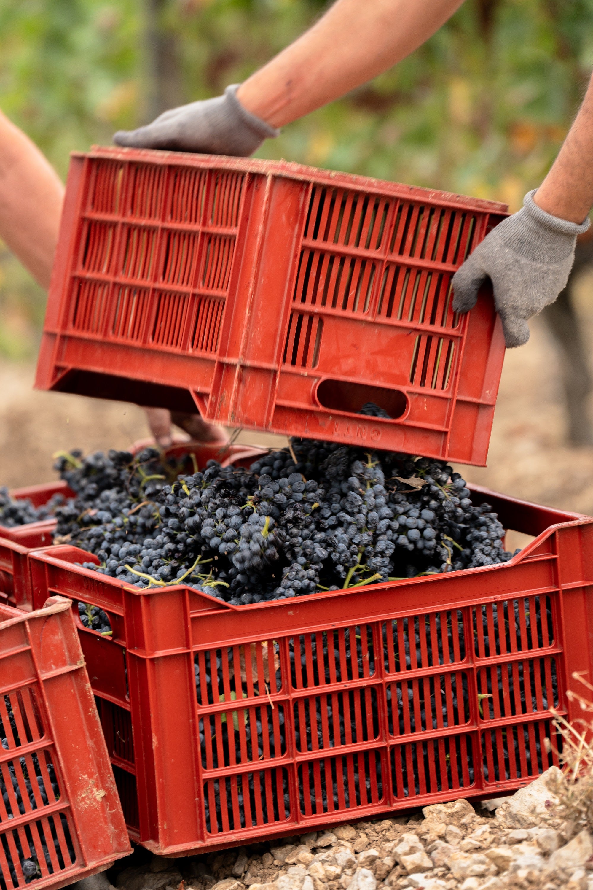 Clos d'Ora Clos d'Ora
